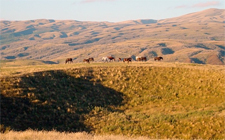 New Zealand-South Island-Southland High Country Station Ride